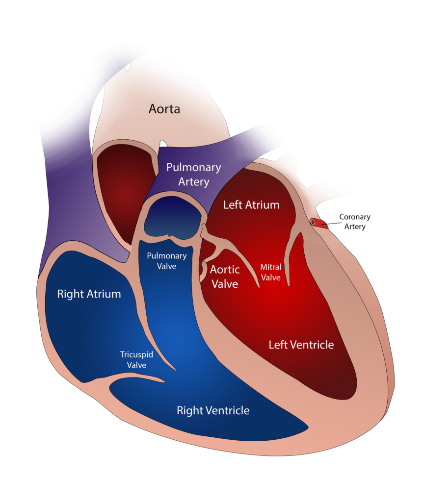 Heart